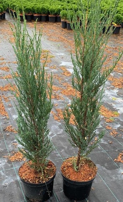 Можжевельник скальный Блю Арроу